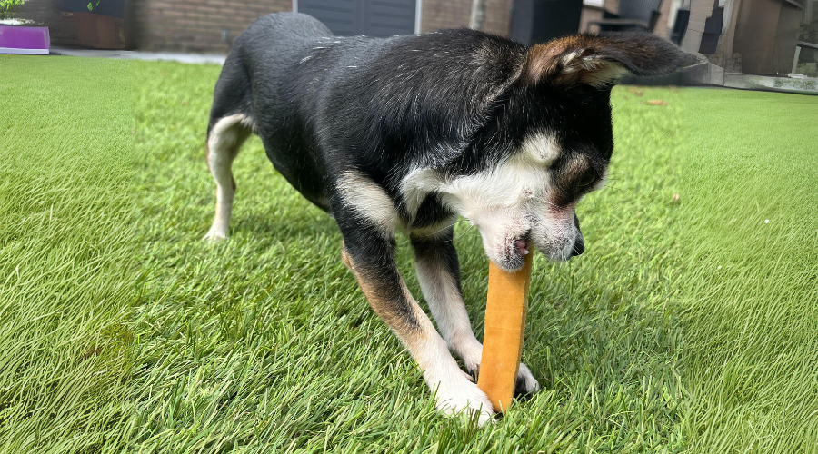 Wat mag een hond eten?