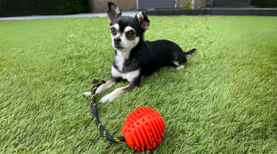 Je hond trainen