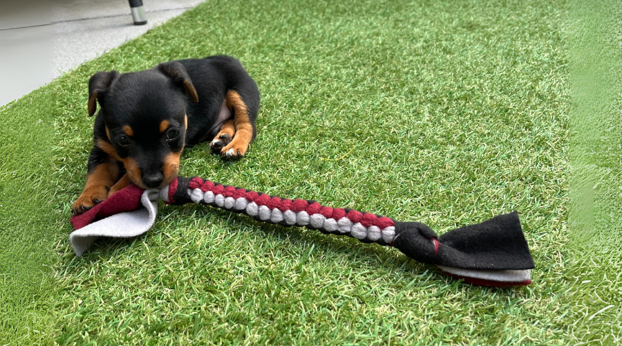 Puppy kopen..? Wat heb je allemaal nodig?