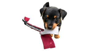 Puppy kopen