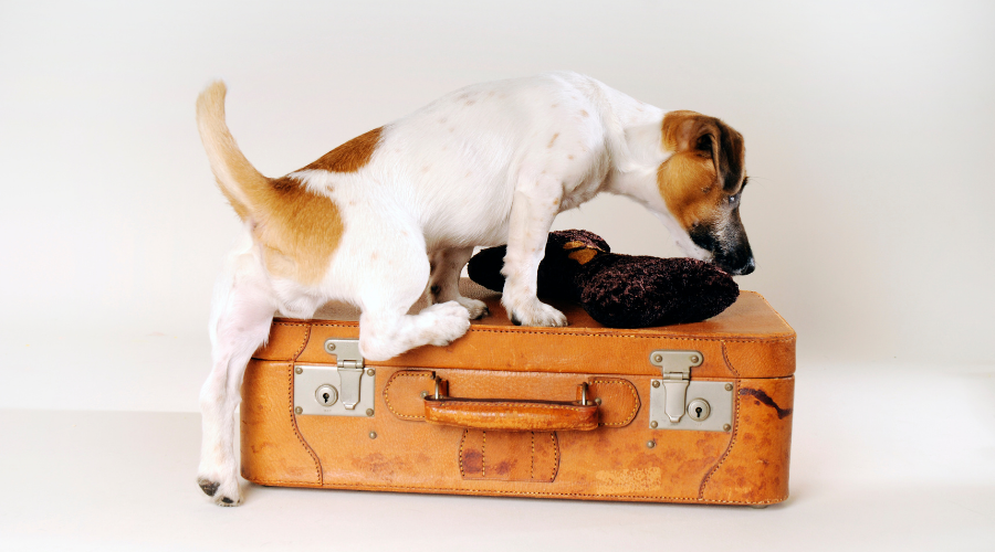 op vakantie met je hond: jou vakantie checklist!