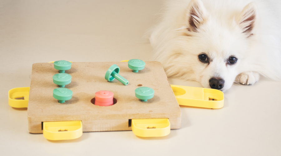 Waarom denkspelletjes voor honden geweldig zijn?