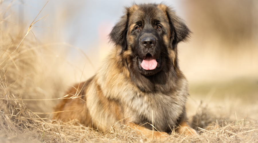 De grootste honden ter wereld