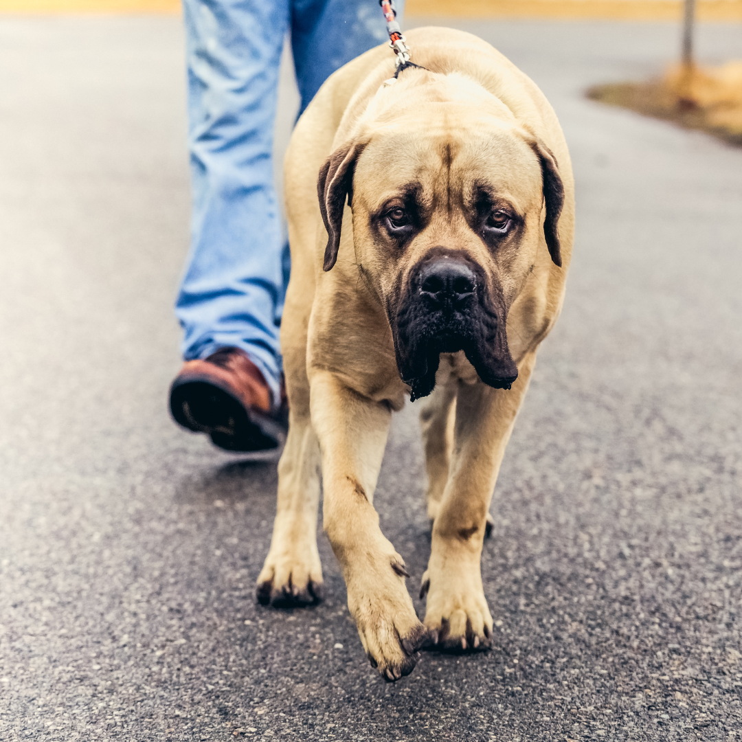 Engelse mastiff
