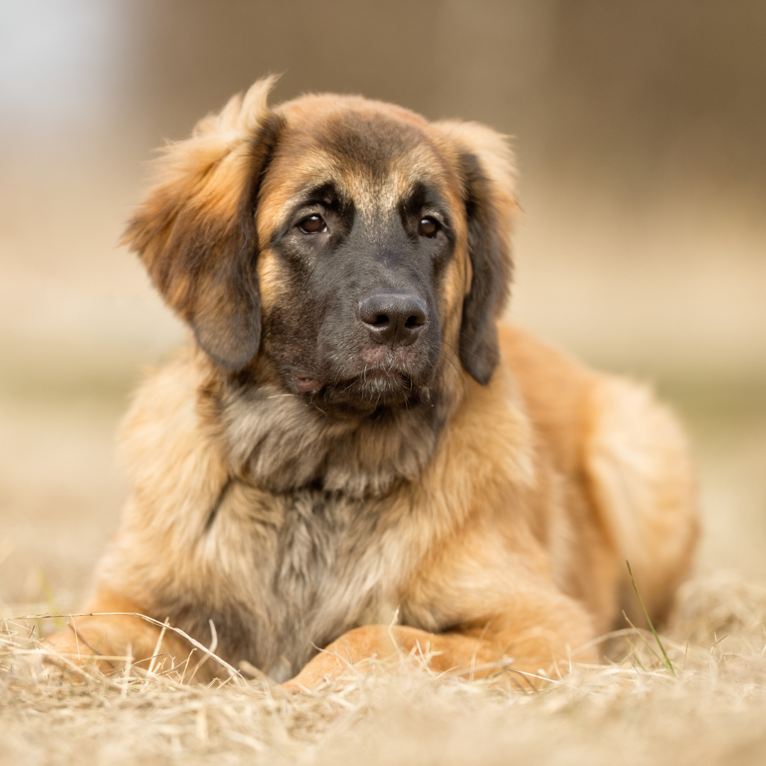 Leonberger
