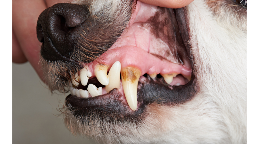 Honden tandverzorging: waarom, hoe en wat Je nodig hebt