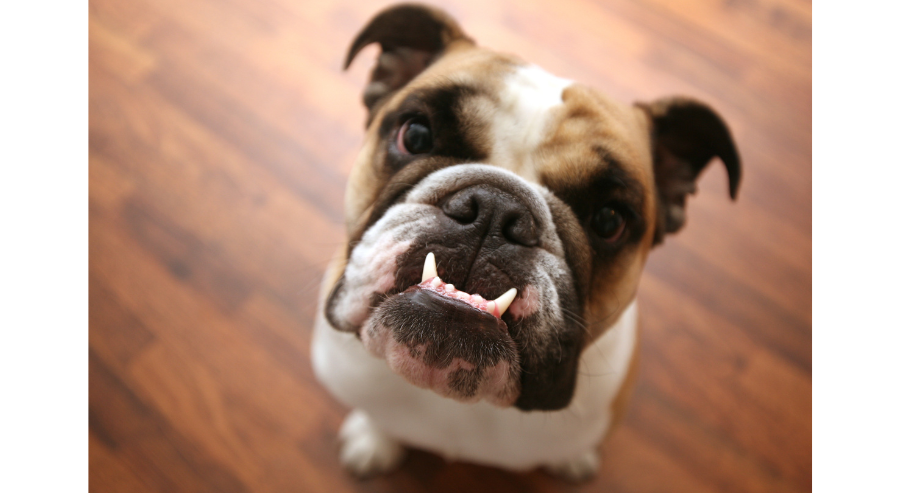Tandverzorging hond