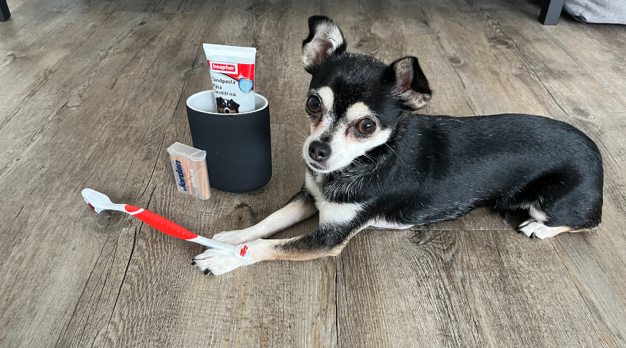 Honden tandverzorging: waarom, hoe en wat Je nodig hebt