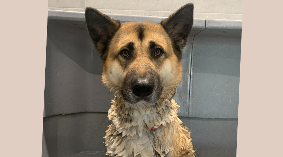 Thuis je hond wassen, hoe doe je dit?