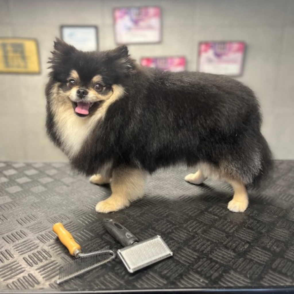 Thuis je hond wassen, hoe doe je dit?