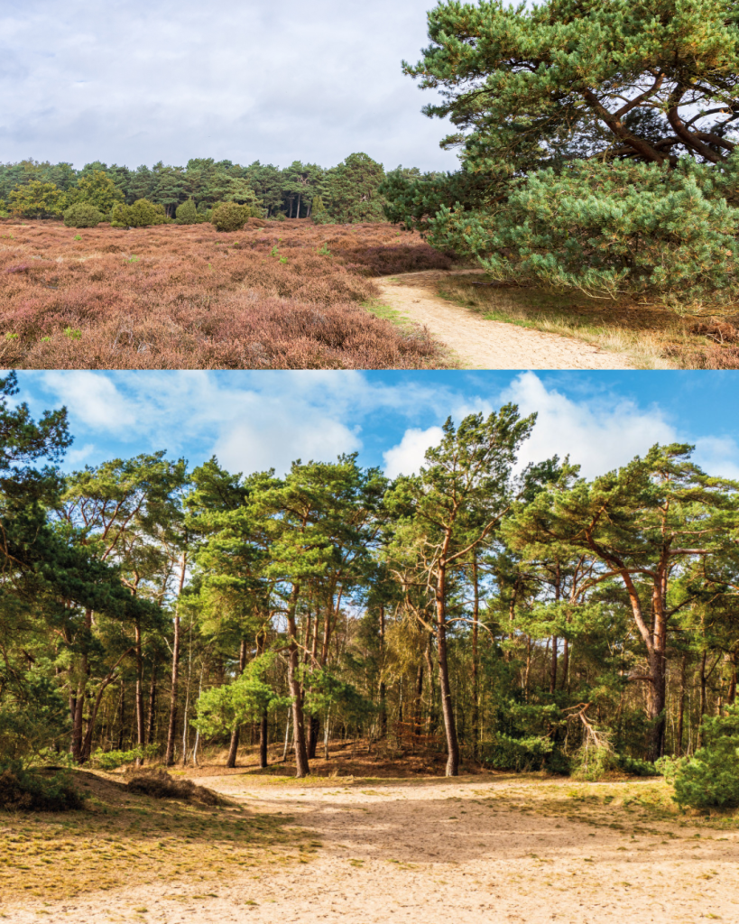 De Soester duinen (Utrecht)