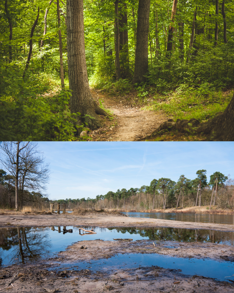De Oisterwijkse bossen en vennen (Noord-Brabant