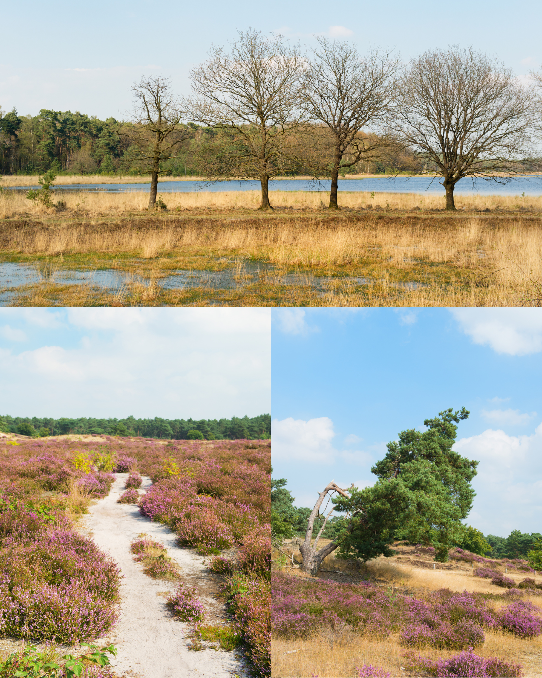 Het Leersumse veld (utrechtse heuvelrug)