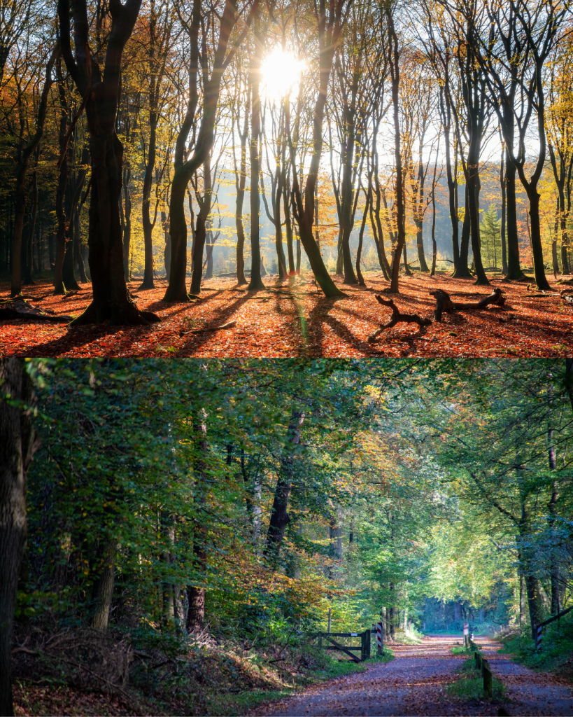 Het Speulder- en Sprielderbos (gelderland)