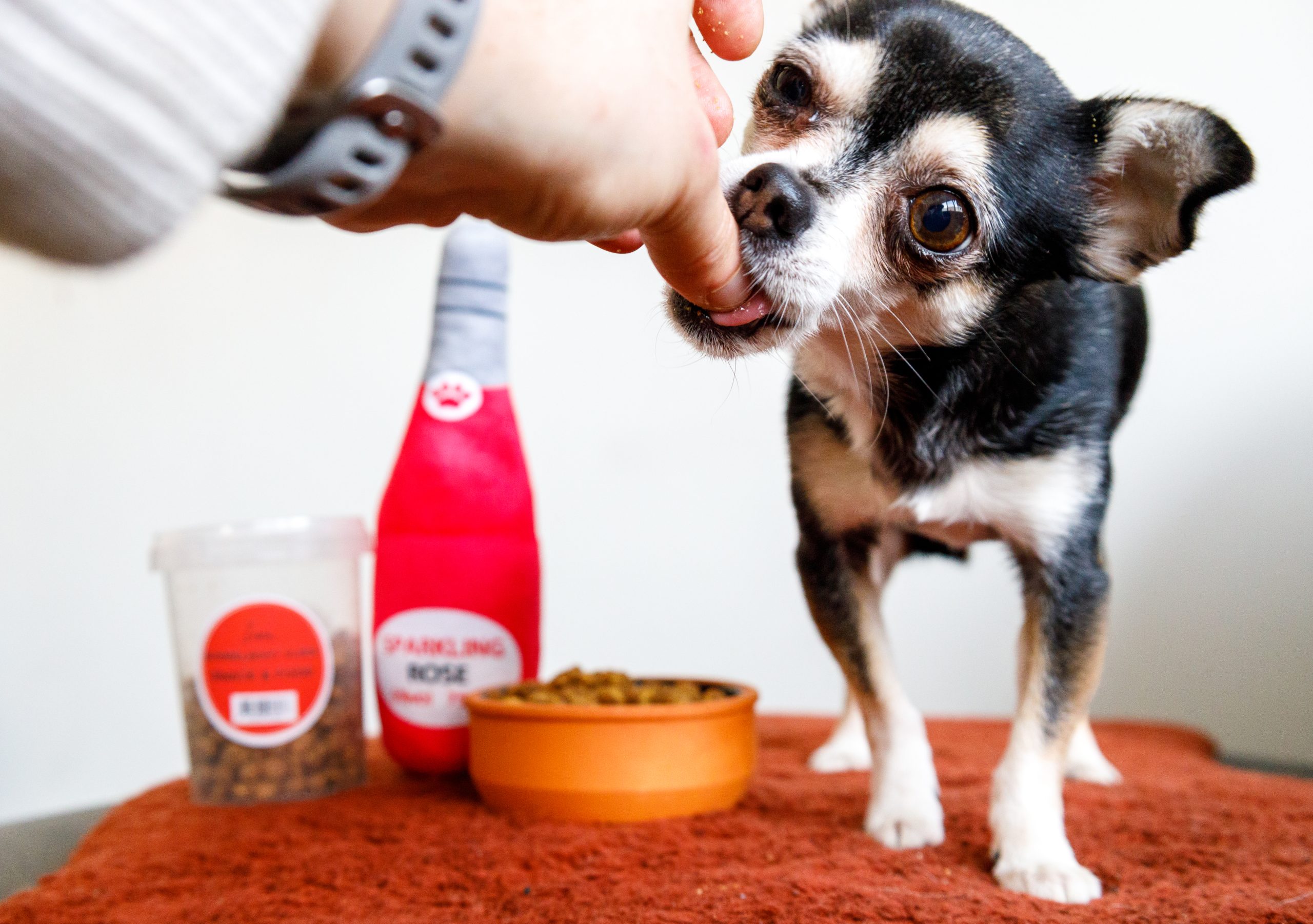 foto’s van je hond