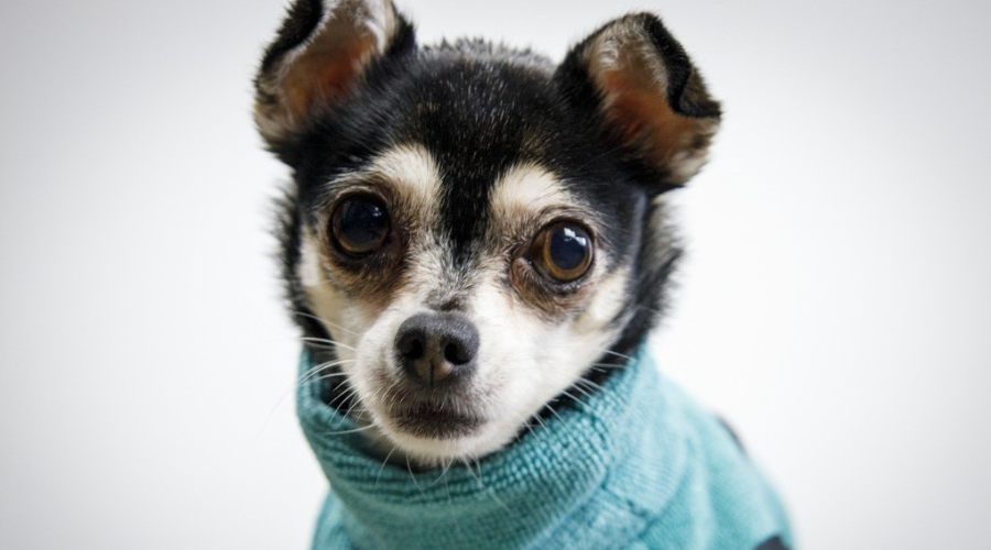 Foto’s van je hond