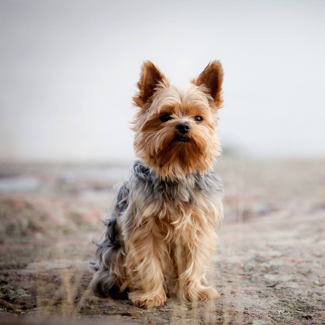 Laat jij je hond loslopen of liever aan de lijn