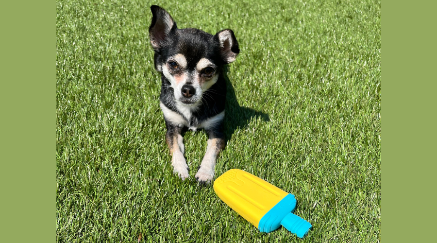 Oververhitte hond