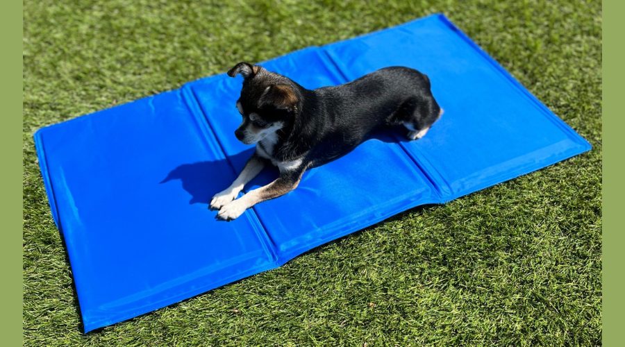 oververhitte hond