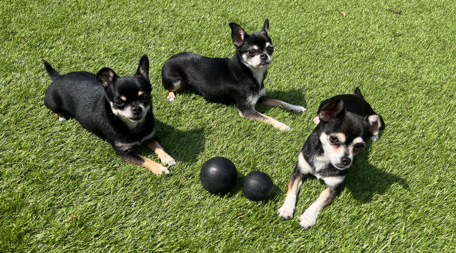 De top 6 hondenspeeltjes voor kleine honden