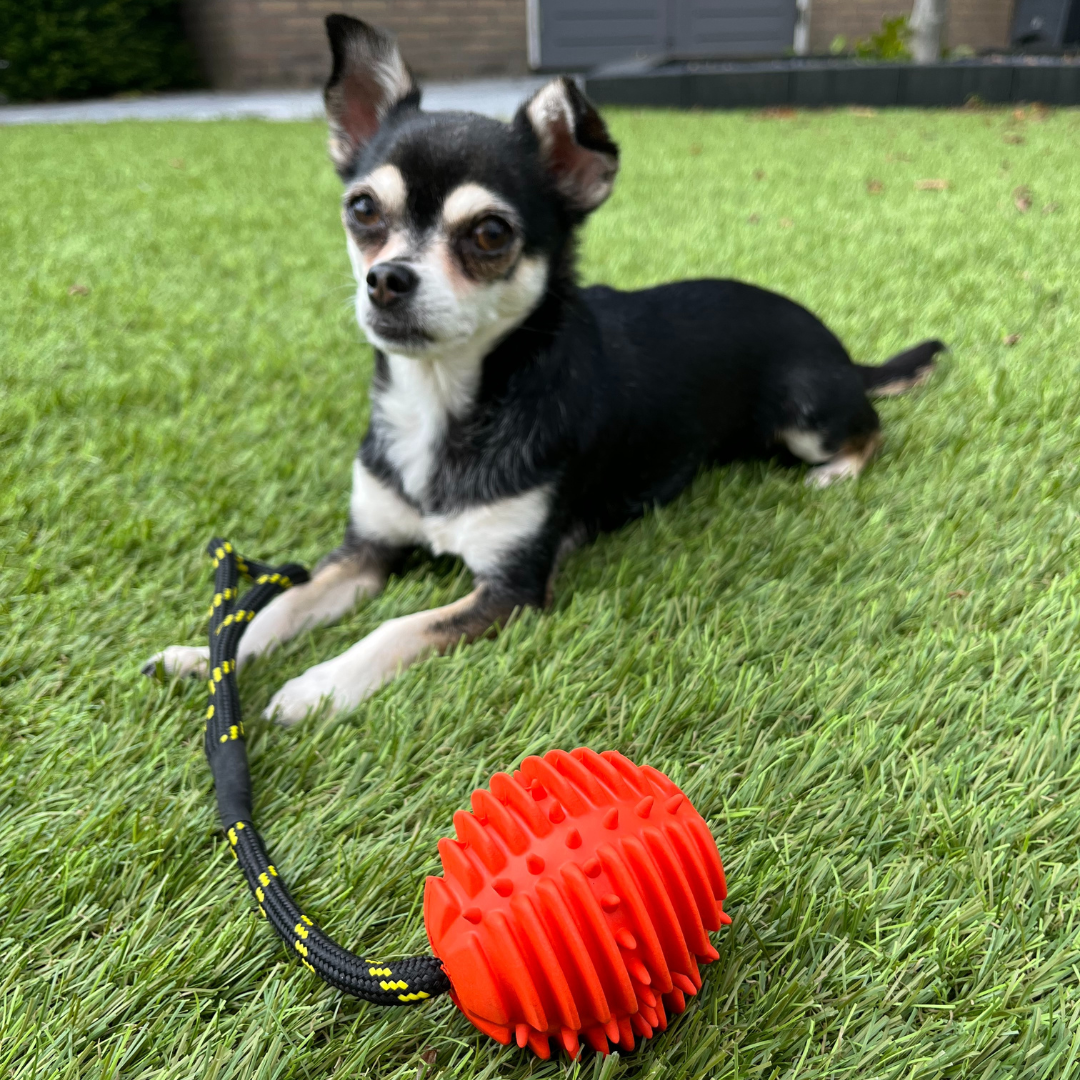 De top 6 hondenspeeltjes voor kleine honden
