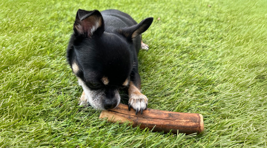 honden snack