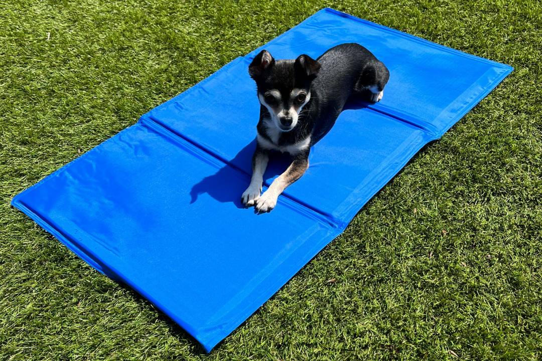 Oververhitte hond
