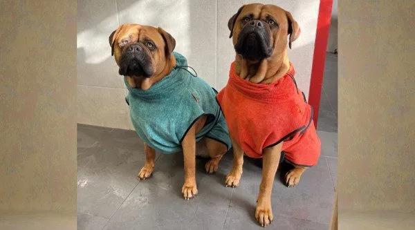 Kortharige honden