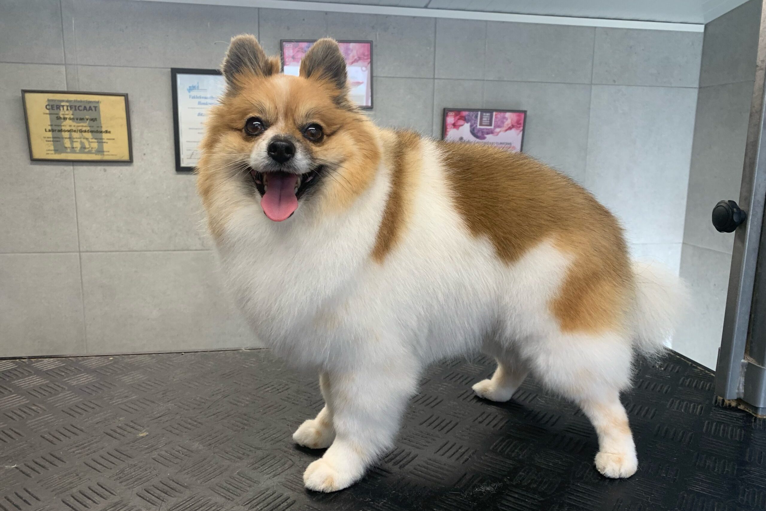 De eerste naar een honden salon