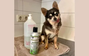 De perfecte verzorgingscombi voor jouw hond