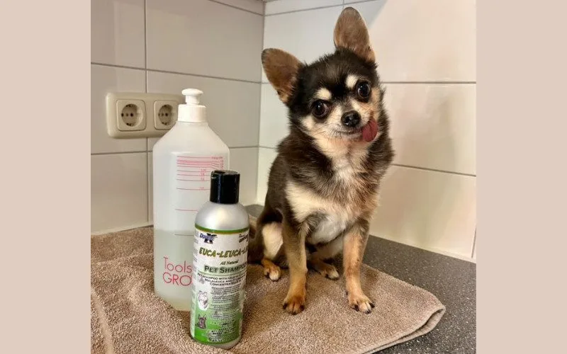 De perfecte verzorgingscombi voor jouw hond