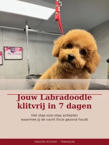 Jouw Labradoodle klitvrij in 7 dagen - Minicursus