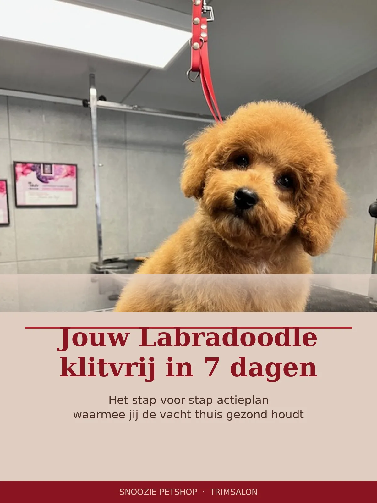 Jouw Labradoodle klitvrij in 7 dagen - Minicursus