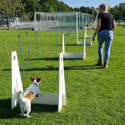 De getrainde hond agility