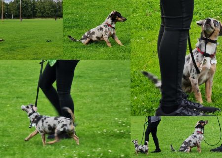 Je hond trainen